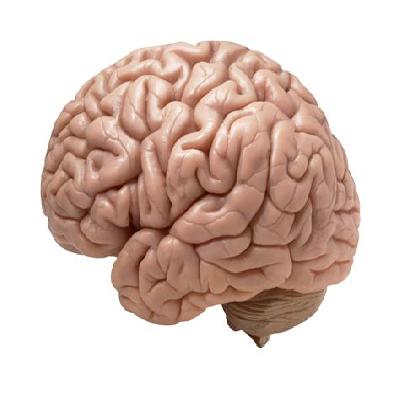 Human Brain Imported