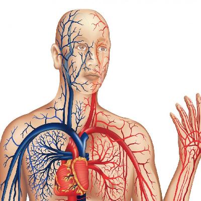 Human Circulatory System