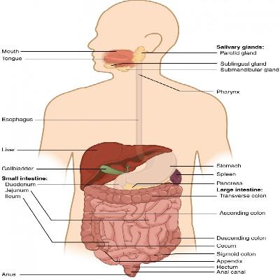 Human Digestive System