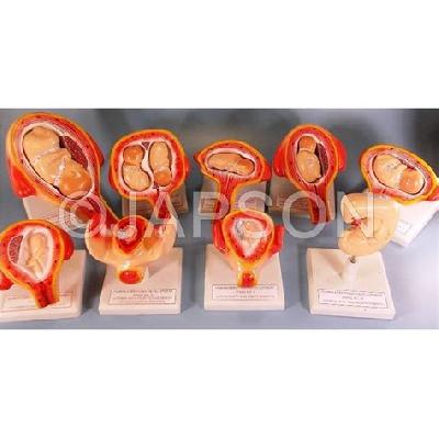 Human Embryology set
