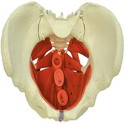 Human Female Pelvis Section