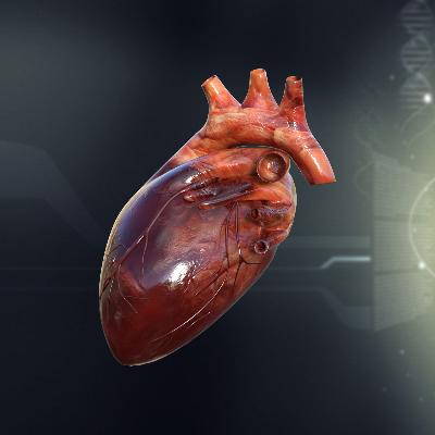 Human Heart Model