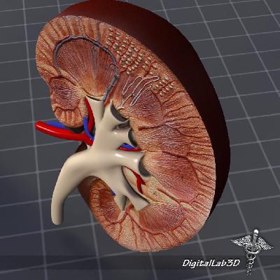 Human Kidney Anatomical Models