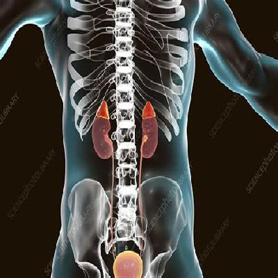 Human Kidney With Adrenal Gland