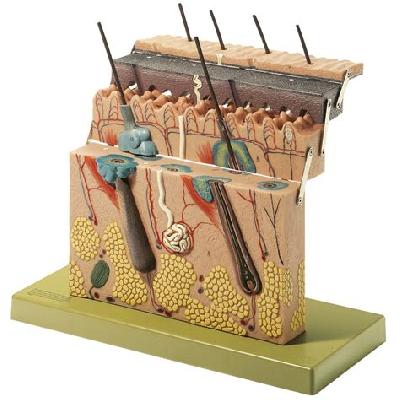 Human Lung Model Dissectable