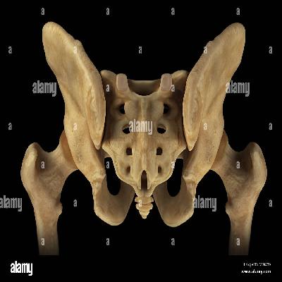 Human Male Pelvis Section