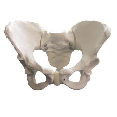 Human Pelvis with Baby Indian