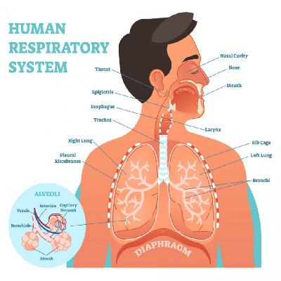 Human Respiratory System