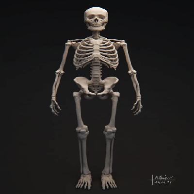 Human Skeleton