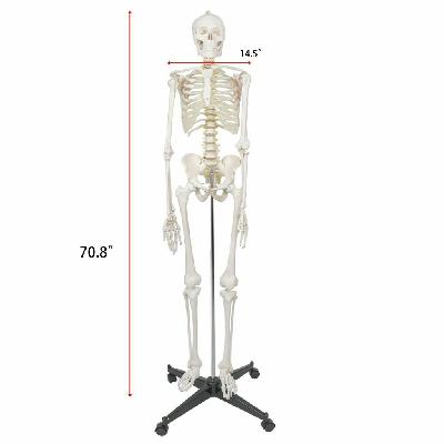 Human Skeleton 170cms Imported