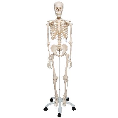 Human Skeleton 42cms Imported