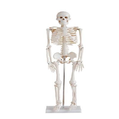 Human Skeleton 85cms Imported