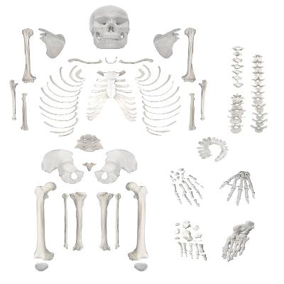 Human Skeleton Disarticulated Imported