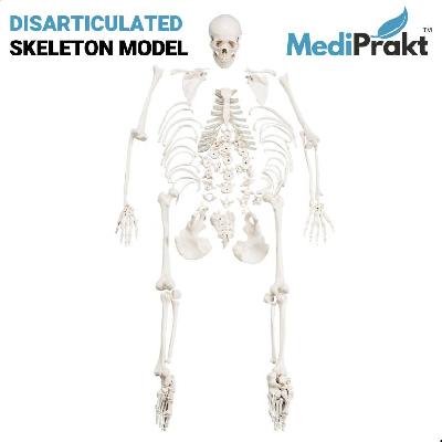 Human Skeleton Disarticulated Indian