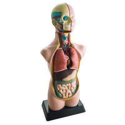 Human Torso 50 Cms