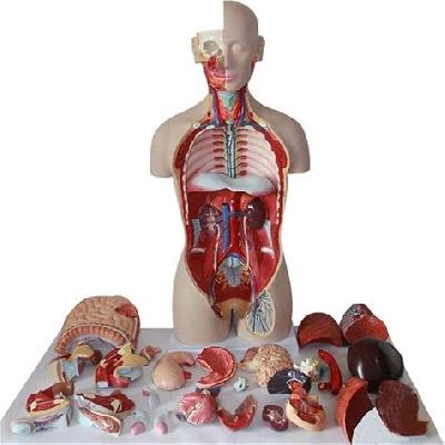 Human Torso 85 Cms Imported