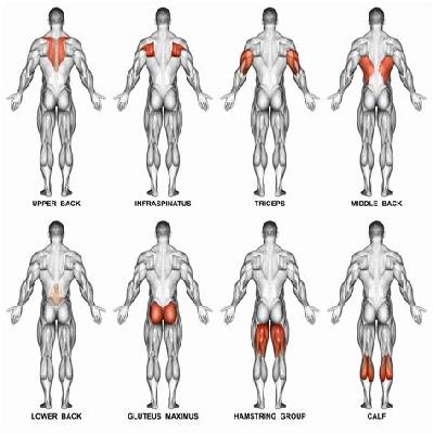 Human Torso Routine