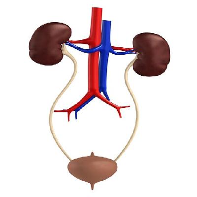 Human Urinary System