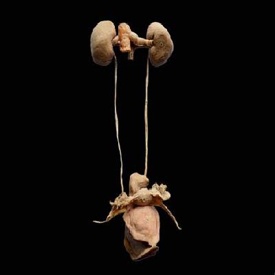 Human Uritogenical System Female