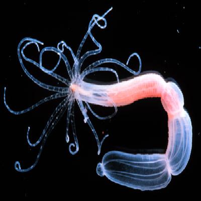 Hydra with Tentacles