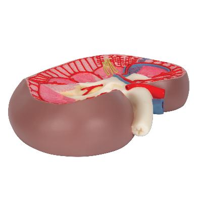 Kidney Model