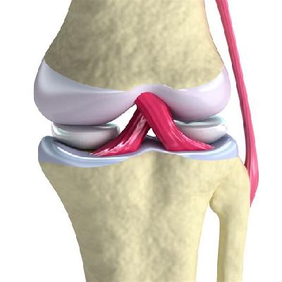 Knee Functional Joint