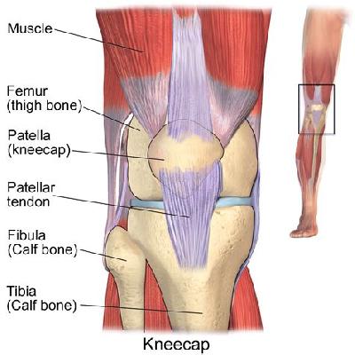 Knee Joint