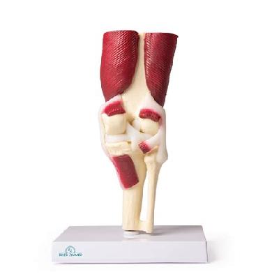 Knee Joint Life Size