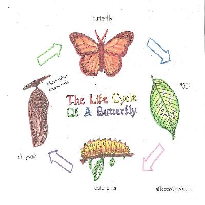 Life History Butterfly