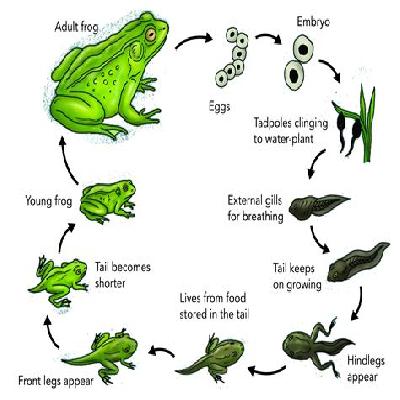 Life History Frog