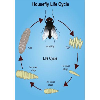 Life History Housefly