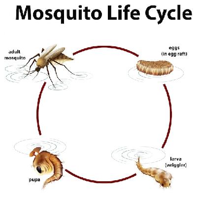 Life History Mosquito