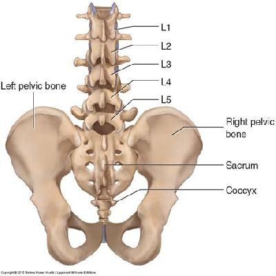 Lumbar Vertebrae With Sacrum 