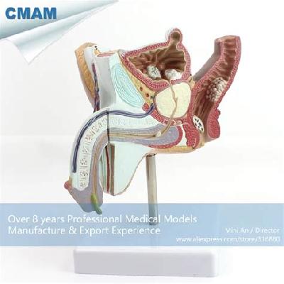 Male Urogenital System