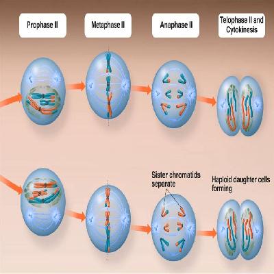 Meiosis Cell Division