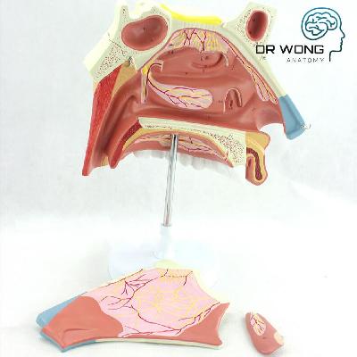 Nasal Cavity Model