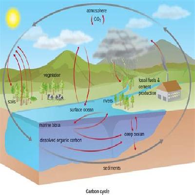 Oxygen and Carbon Cycle