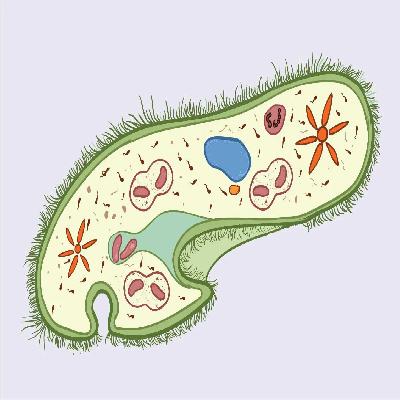 Paramecium Model