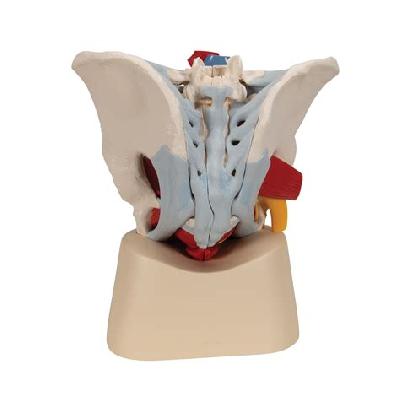 Pelvis Male Imported