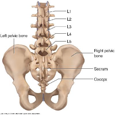 Pelvis With 5 PCS Lumbar Vertebrae