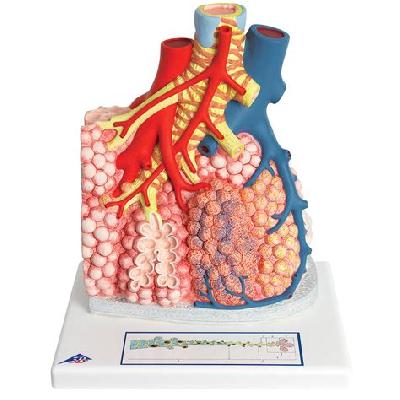 pMagnified Pulmonary Alveoli Model