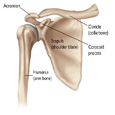 Shoulder Joint Imported