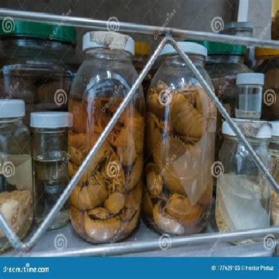 Specimens in Jars