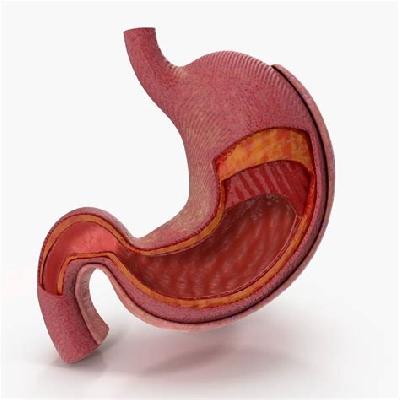 Stomach Model