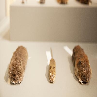 Stuffed Specimens