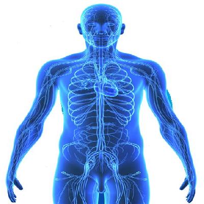 Transparent Human