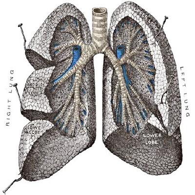 Transparent Lung Segment