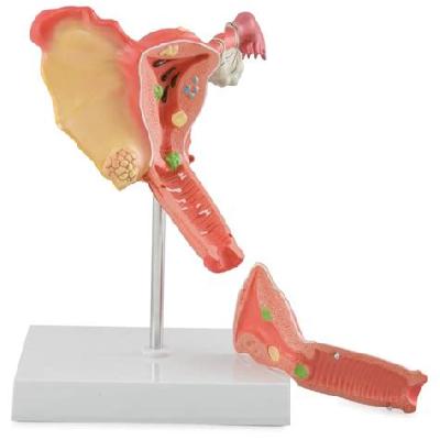 Urinigenetial System Female