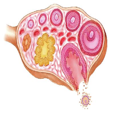 Urino genetial System Female Imported
