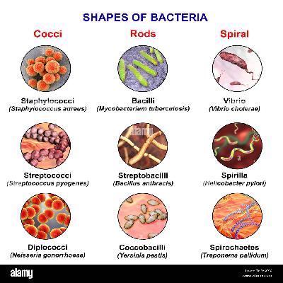 Various Type of Bacteria